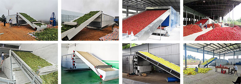 dw mesh belt dryer application